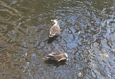 カモ①